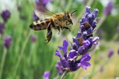 07-14 - meine Lieblinge 